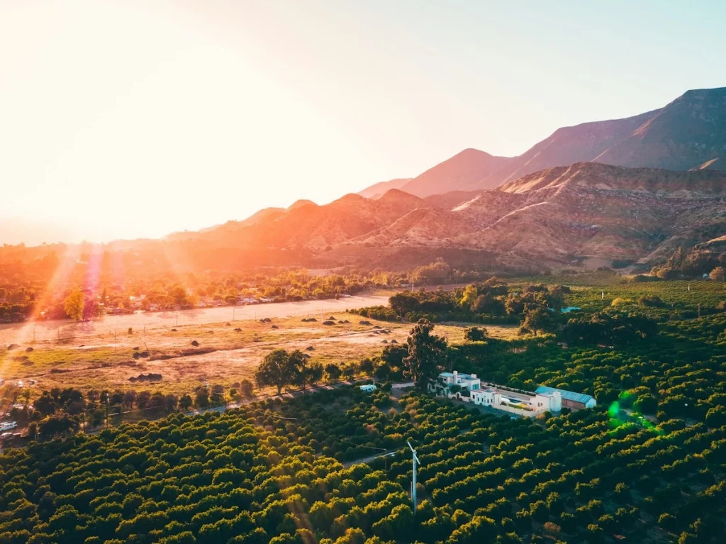 Orchards of Ojai, California with the sun setting over mountains