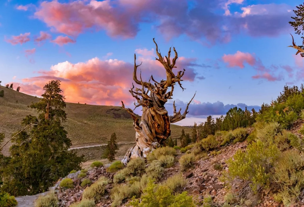 Old twisted tree and a cloudy sunset in Bishop, California