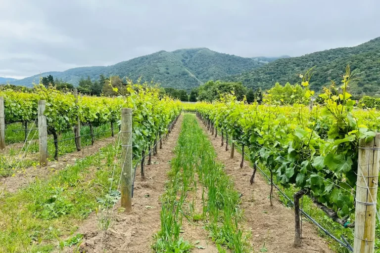 Rows of grape vines in Carmel Valley