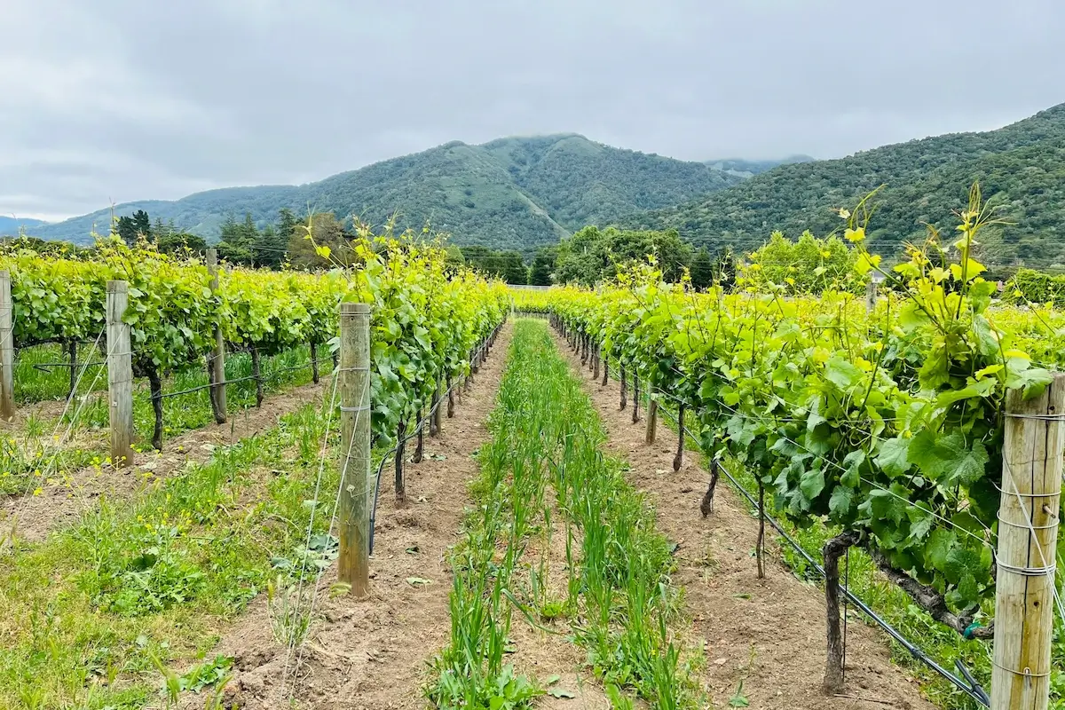 Rows of grape vines in Carmel Valley