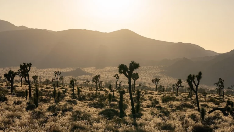 Joshua Trees with a desert background