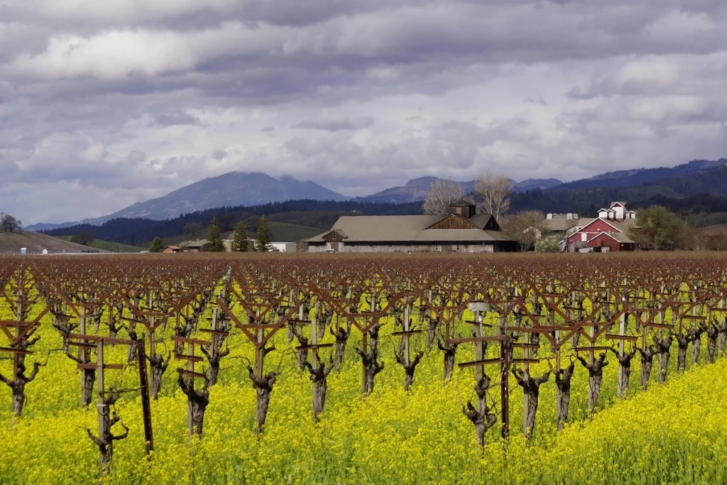 Vineyard in Napa valley with yellow wildflowers amongst the vines