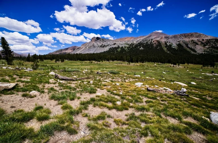 Alpine tree line in Tuolumne Yosemite