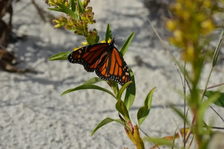 Monarch butterfly perched on a bit of greenery at the beach