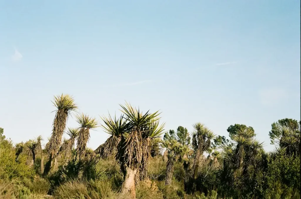 Drought tolerant plants in the Claremont botanical gardens