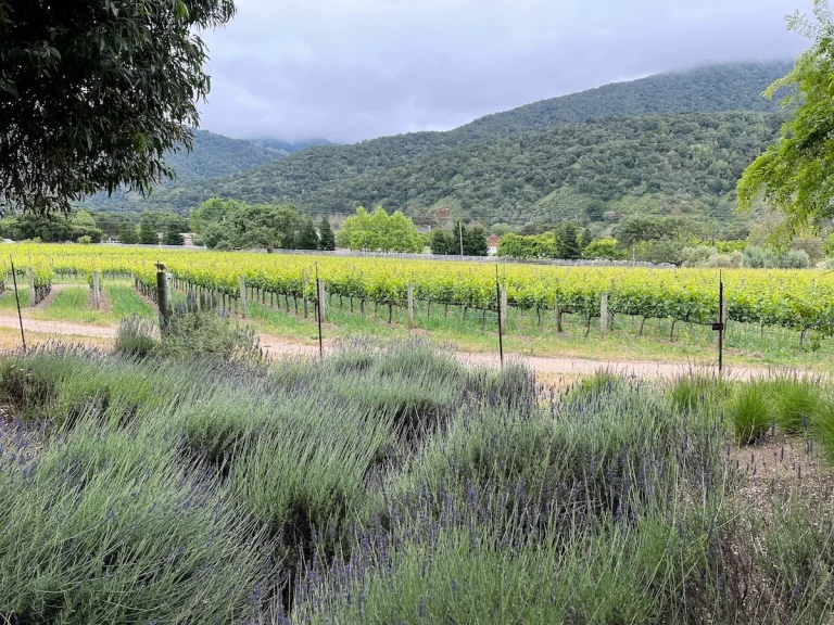 Grape vines and mountains