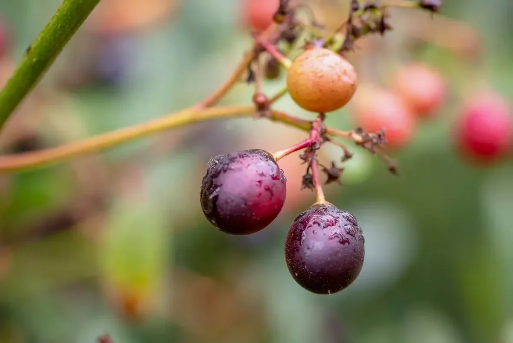 A small bunch of purple grapes on a vine