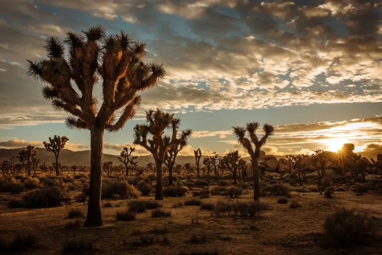Tall Joshua Trees with clouds and a setting sun