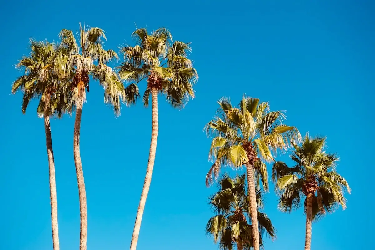 Six tall and skinny palm trees with a blue sky background
