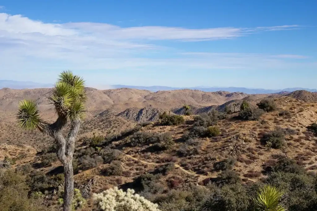 Desert hills with a Yucca and a soft blue sky