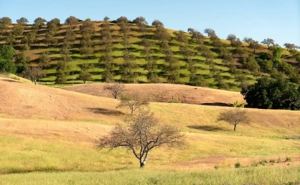 Rolling hills with rows of fruit trees